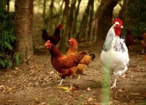 using chickens in the orchard