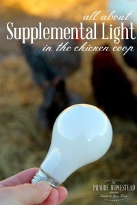 supplemental light for chickens during the winter
