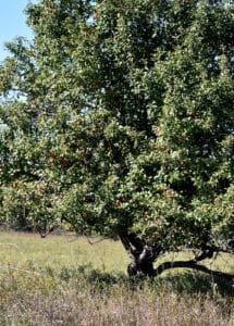 Planning an Orchard | Apple Tree