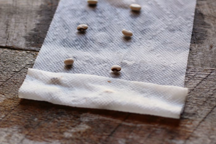 How to test seeds for viability and germination