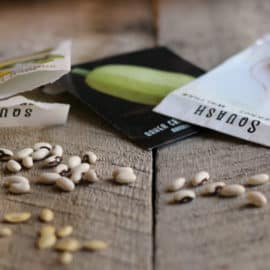 how to test seeds for viability and germination