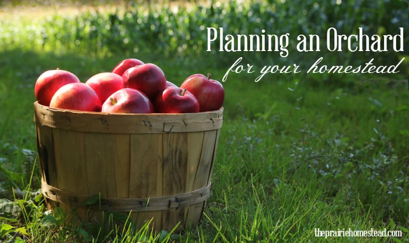 Planning An Orchard For Your Homestead