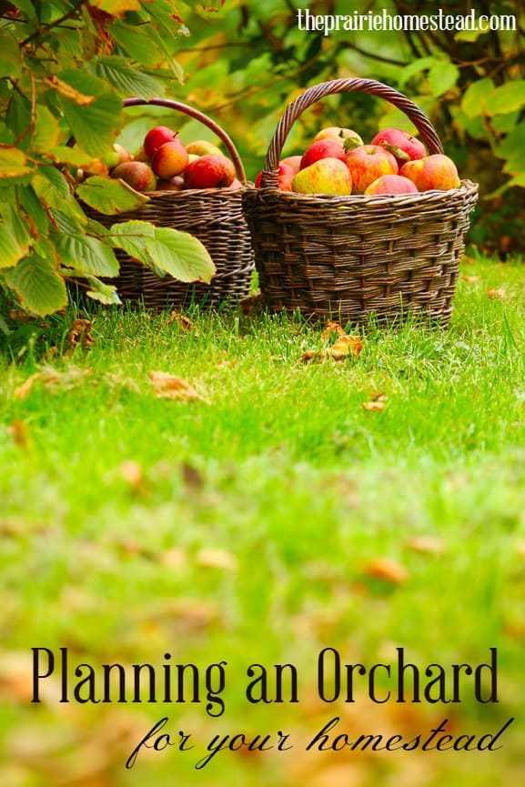 planning an orchard for your homestead