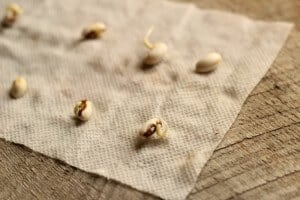 how to test seeds for viability and germination