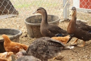 how to keep wild birds out of a chicken coop
