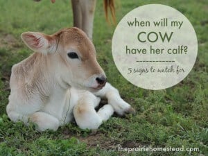 when will my cow have her calf?