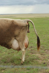 how to tell when a cow will calve