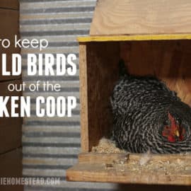 how to keep wild birds out of a chicken coop