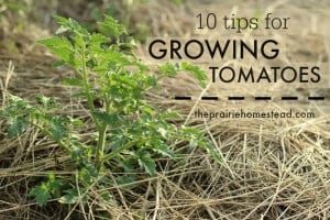 tips for growing tomatoes