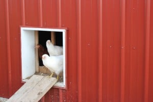 reduce flies in the chicken coop