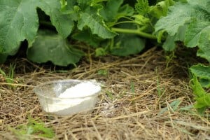 uses for diatomaceous earth in the garden as natural pest control