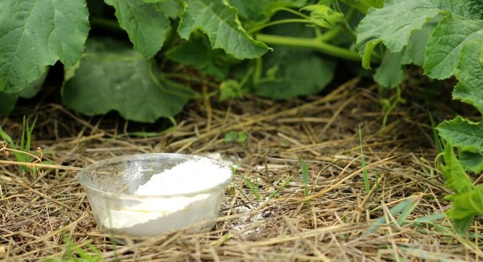 uses for diatomaceous earth in the garden as natural pest control