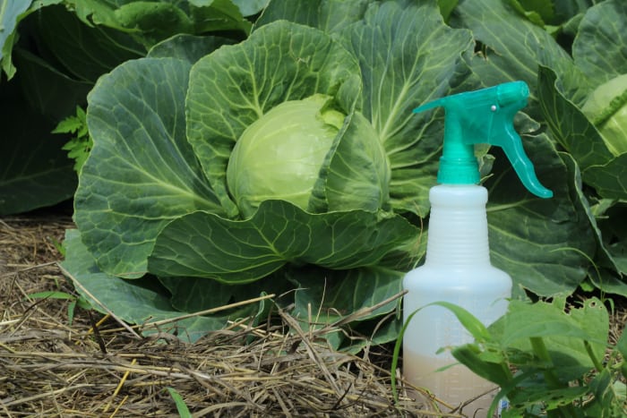 Homemade Garden Pest Control Spray Recipe