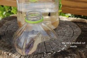 homemade fly trap