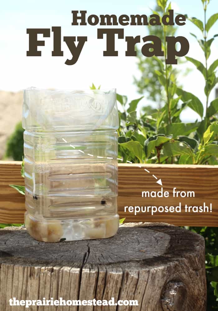 DIY Fruit Fly Trap for Getting Rid of Fruit Flies - The Homespun