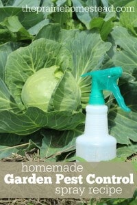 homemade organic pest control spray recipe
