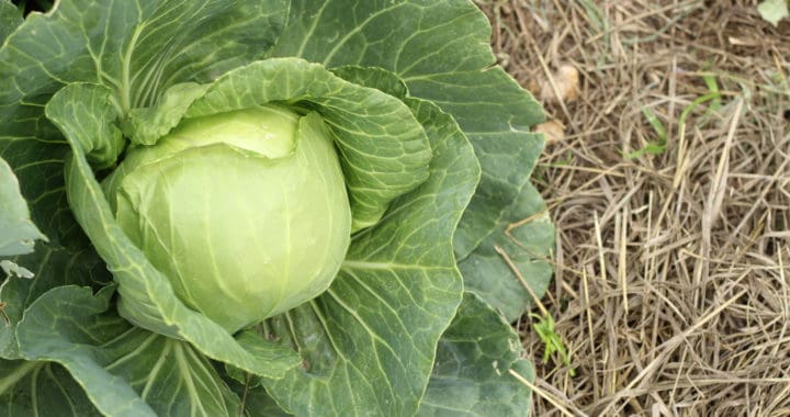 cabbage in fall garden