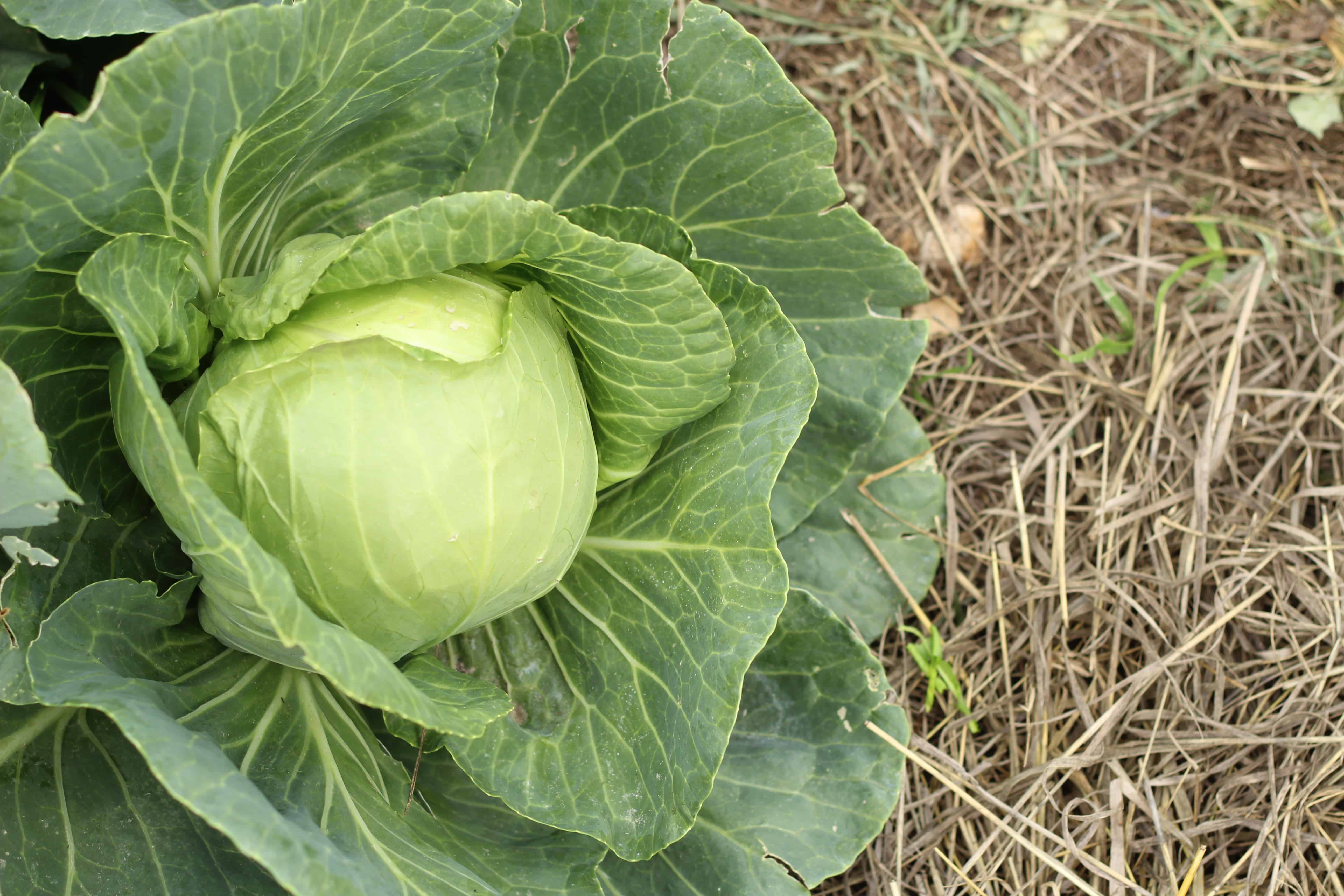 Best Vegetables For A Fall Garden: cabbage in fall garden