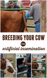 artificial insemination for cows