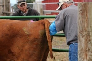 artificial insemination for cows