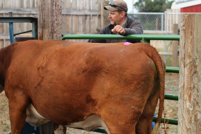 Breeding Your Cow with Artificial Insemination • The Prairie Homestead