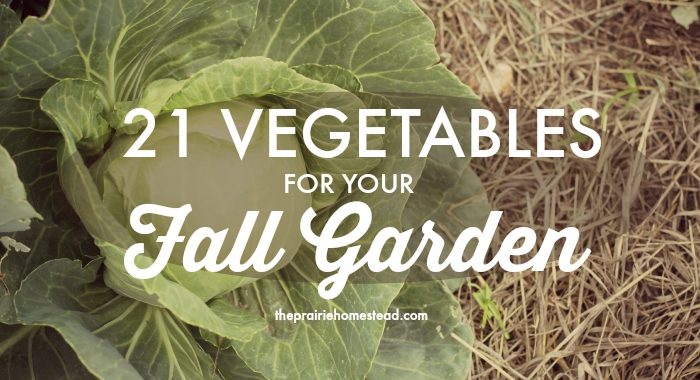 vegetables to plant in fall garden