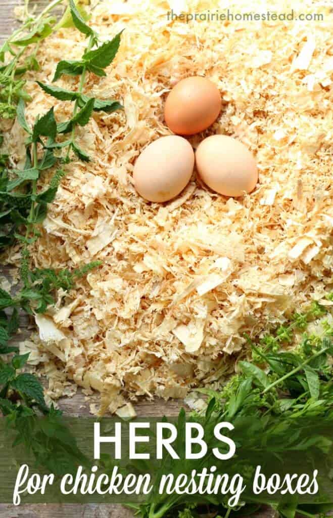 herbs for chicken nesting boxes 