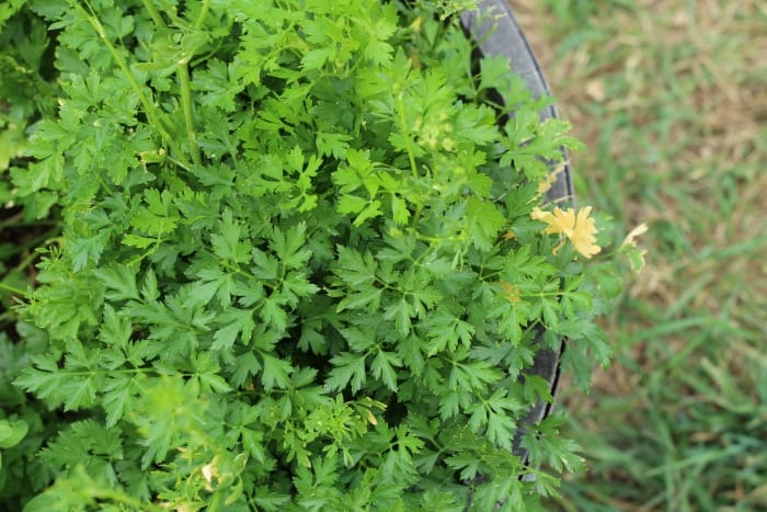 herbs for chicken nesting boxes 