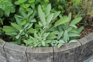 herbs for chicken nesting boxes