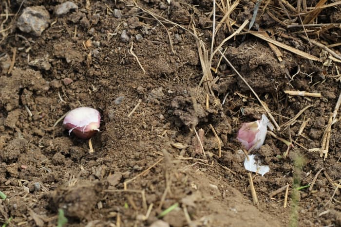 How to Plant Garlic
