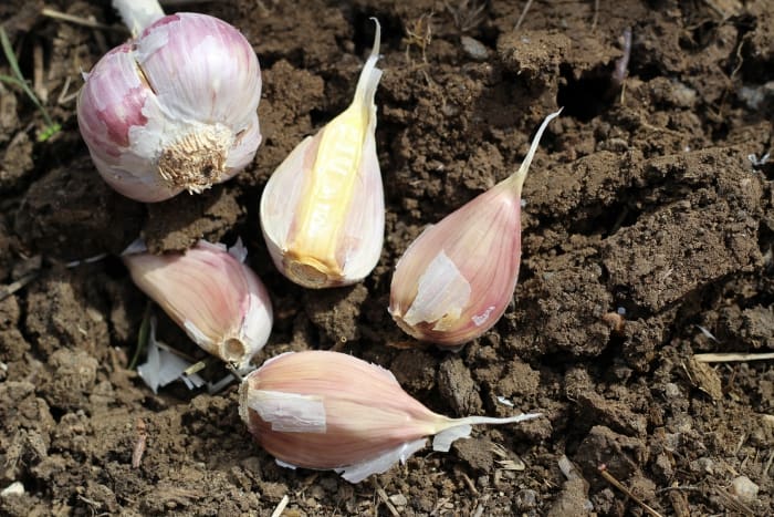 how to plant garlic
