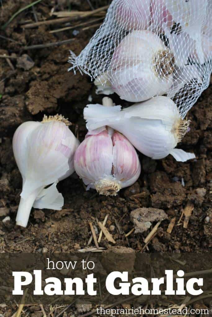 Elephant Gourmet Garlic Bulbs Organically Grown For Table Or Seed.
