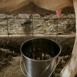 cheap milking equipment for home dairy