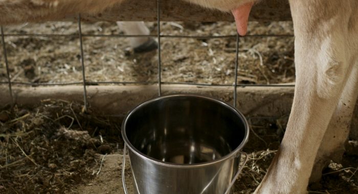 cheap milking equipment for home dairy