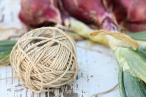 harvesting and braiding onions