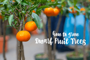how to grow dwarf fruit trees