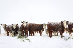 hereford heifers in the snow