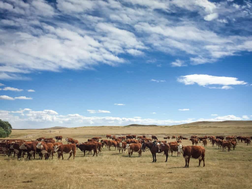 homesteading in wyoming