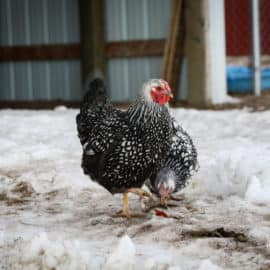 chickens in snow on farm