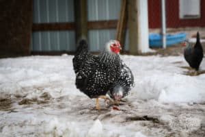 chickens in snow on farm