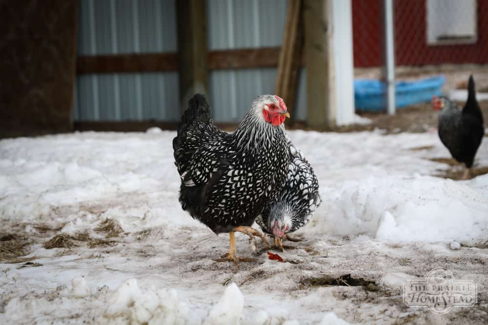 How to Keep Chickens Warm During the Winter