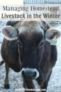 managing homestead livestock in the winter