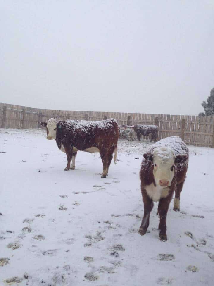 Managing Livestock in the Winter