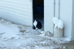 managing homestead livestock during the winter