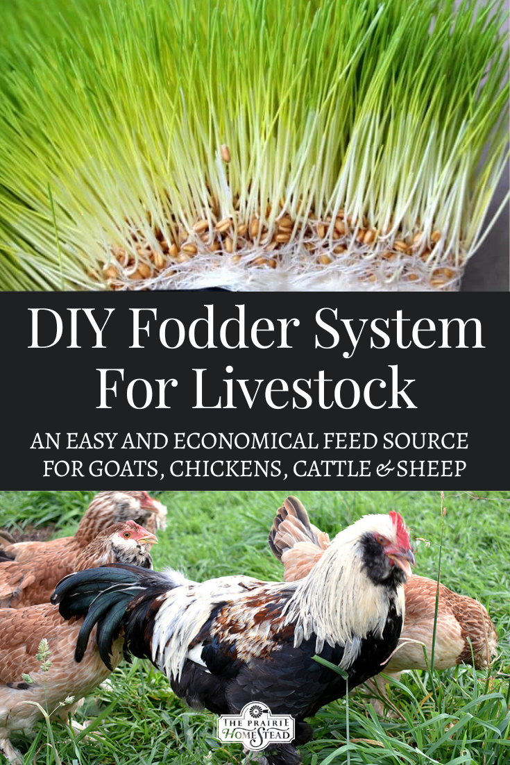 DIY Fodder System for Animals • The Prairie Homestead