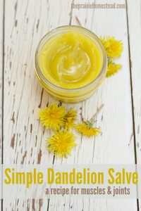 dandelion salve recipe for muscles and joints