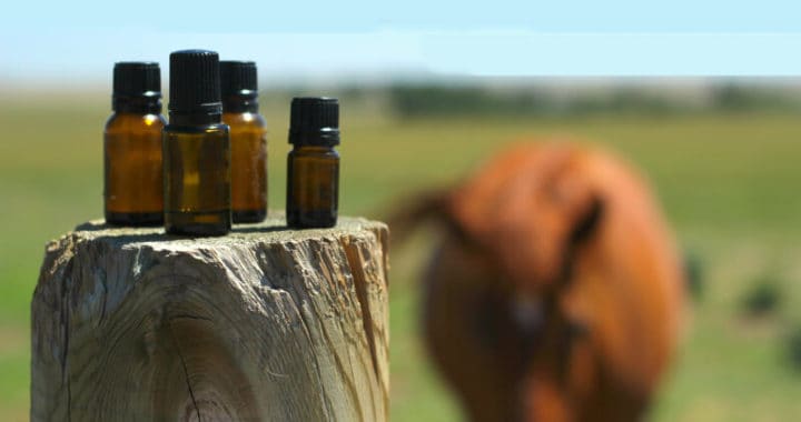 essential oil hacks for modern homesteading