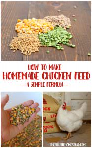 homemade chicken feed recipe
