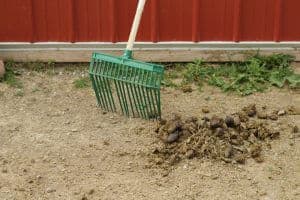 manage manure for fewer flies