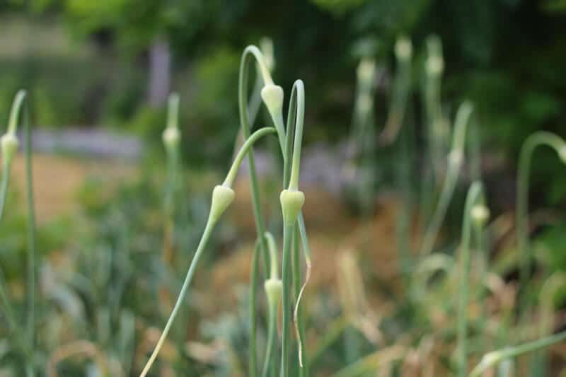 garlic scapes in garden